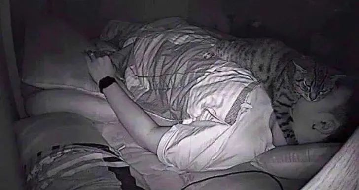 “据说没有一只猫能够抵挡得住行李箱的诱惑”-微信头条网 “据说没有一只猫能够抵挡得住行李箱的诱惑”