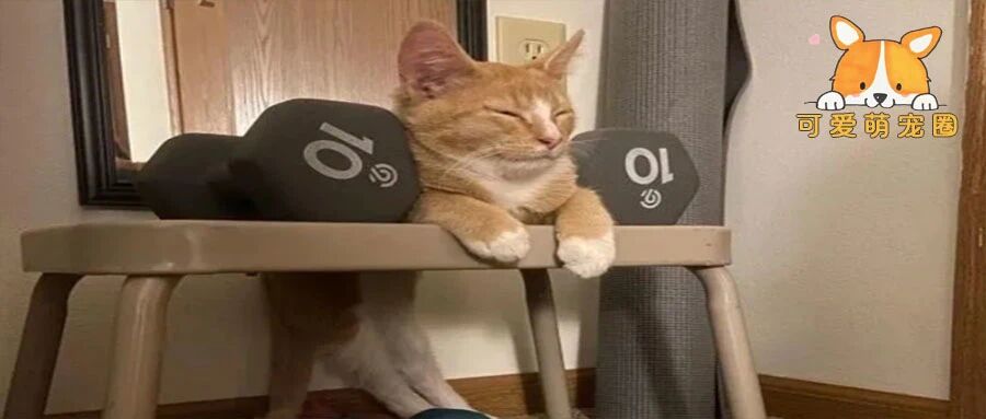 “据说没有一只猫能够抵挡得住行李箱的诱惑”