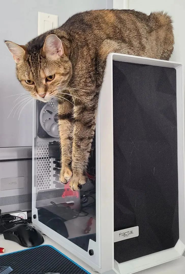 “据说没有一只猫能够抵挡得住行李箱的诱惑”-微信头条网 “据说没有一只猫能够抵挡得住行李箱的诱惑”