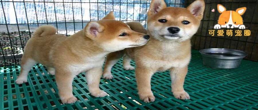 两只柴犬为了一颗西蓝花大打出手，抬腿瞬间笑翻一众网友：二哈都得甘拜下风