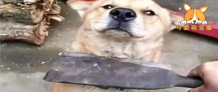 早上发现鸡被狗狗咬死，拿起柴刀准备教训他，低头一看气的手抖