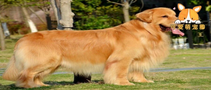 引发网友轰动！14岁金毛独自下楼晒太阳，惨遭保安暴打致死，令人心痛！