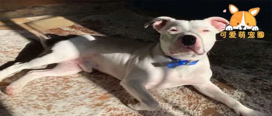 “我带狗狗出门玩耍，下车之后我却再也没有打开车门”