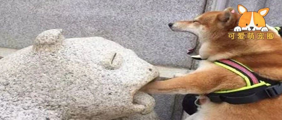 “你好，请问弃养主人犯法吗？”