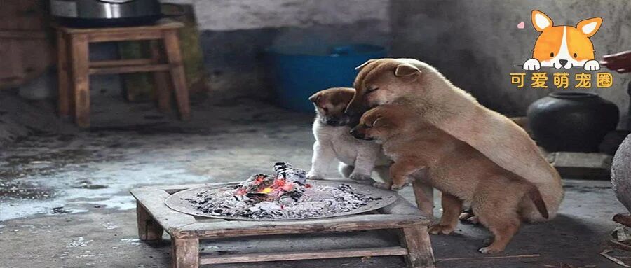 三只柯基爆笑取暖引网友调侃：赶紧翻面儿吧，都烤糊了，哈哈哈哈