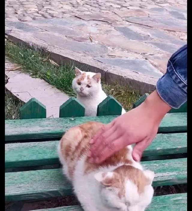 怎么办?我家猫是个嘤嘤怪!网友:别说了,我已经开始自责了-微信头条网 怎么办?我家猫是个嘤嘤怪!网友:别说了,我已经开始自责了