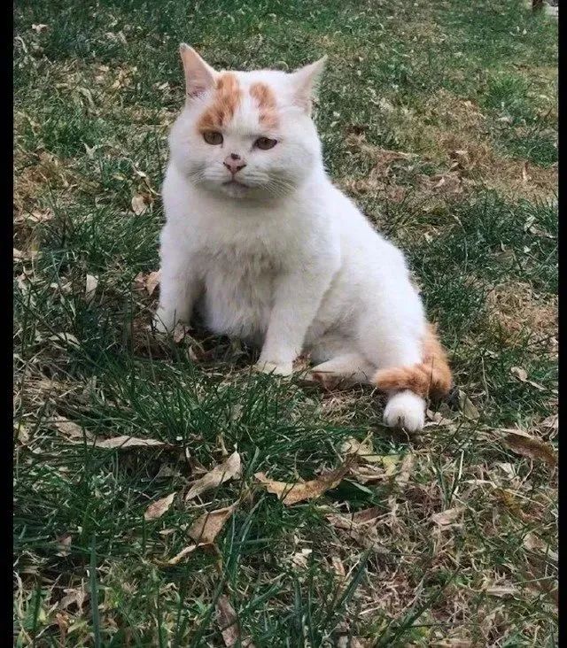 怎么办?我家猫是个嘤嘤怪!网友:别说了,我已经开始自责了-微信头条网 怎么办?我家猫是个嘤嘤怪!网友:别说了,我已经开始自责了
