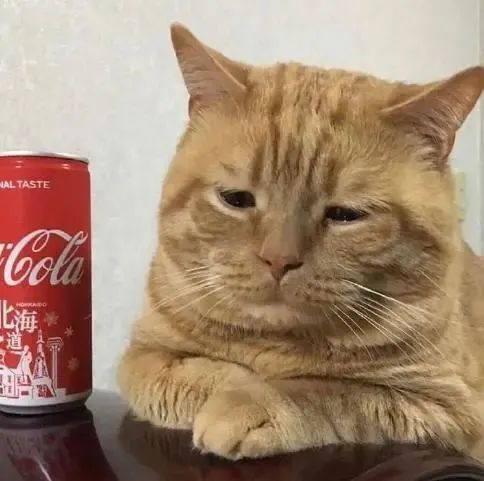 怎么办?我家猫是个嘤嘤怪!网友:别说了,我已经开始自责了-微信头条网 怎么办?我家猫是个嘤嘤怪!网友:别说了,我已经开始自责了