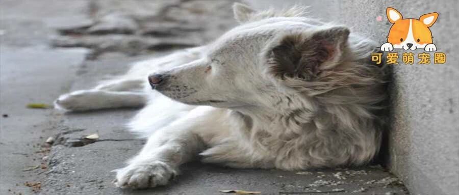 “吃年夜饭的时候，窗外有只狗眼巴巴的看着我........”