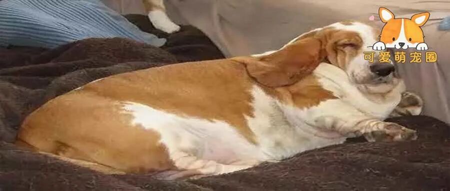 绝育后，狗狗连续三个月每天准时到医院门口“破口大骂”，原因让人哭笑不得