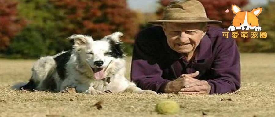 不出意外，过年回老家的狗狗，都是这样的......