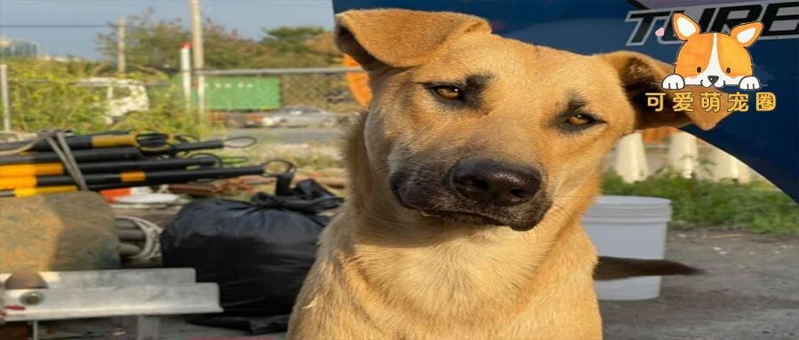 “我家狗被人毒死了，我却站在原地大笑”