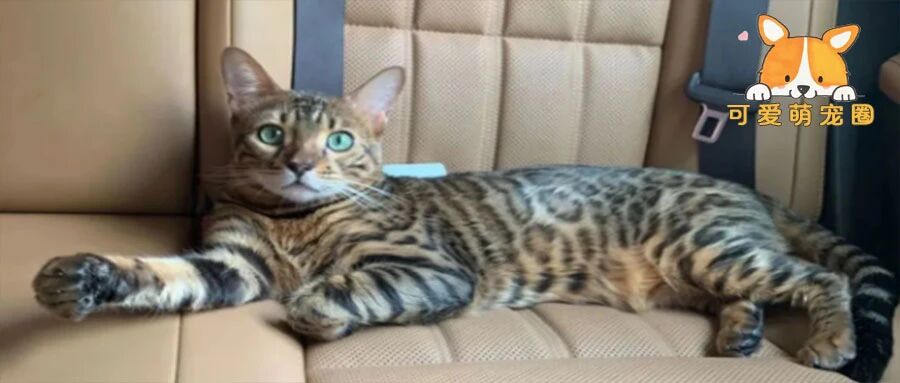 “我好心救了一只流浪猫，结果差点被抓去坐牢........”