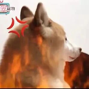 这只黄柴快被黑柴逼疯了！黄柴每时每刻都去招惹黑柴，实在是太贱了...