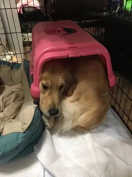 人间柠檬精：狗狗吃醋多可怕？网友：女朋友都换了好几个！