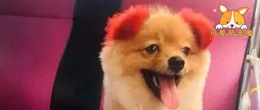 把狗狗染成了粉红色， 可几天后，耳朵掉了...