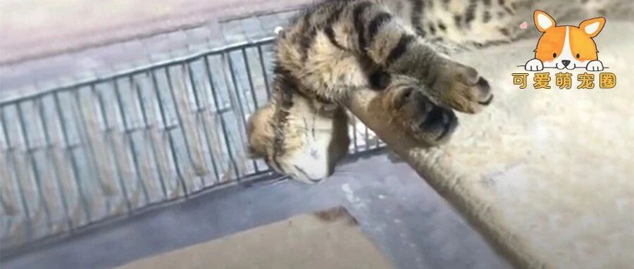 撞见一只猫头断了，以为有人虐猫，结果……噗哈哈哈哈!