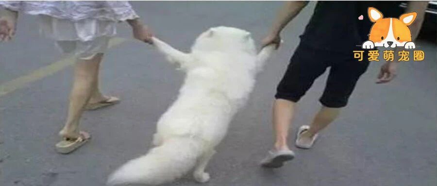 为了偷懒，我用尽各种办法遛狗，网友：墙都不服就服你哈哈哈哈！