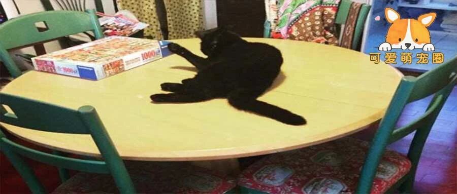 小猫咪能有什么坏心思呢？网友：如果在你饭里拉屎呢？