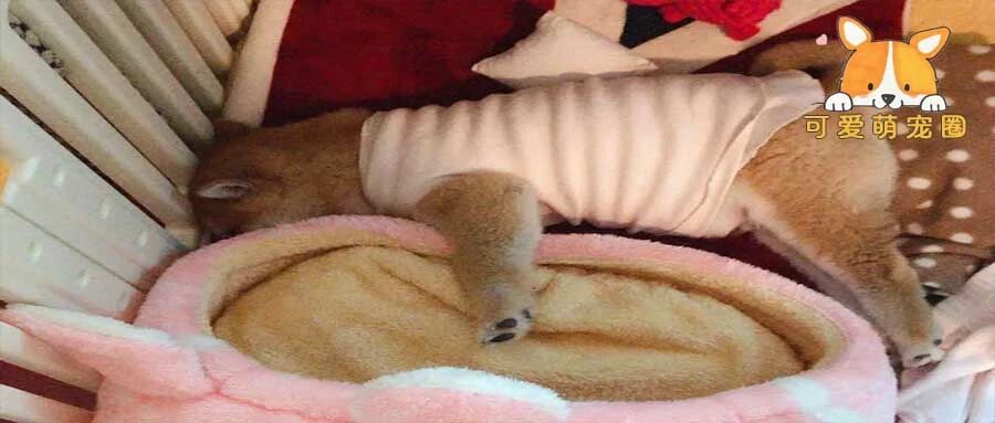 模仿自家狗子睡觉，结果立马被送去了医院......网友：活该！