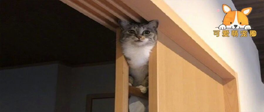 快来人啊！我家橘猫卡在桌子里面了.........消防员：让我先笑一会！哈哈哈哈