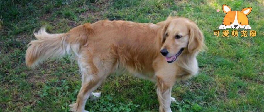 “狗狗的报复心有多强？网友：看完我开始怀疑人生了”