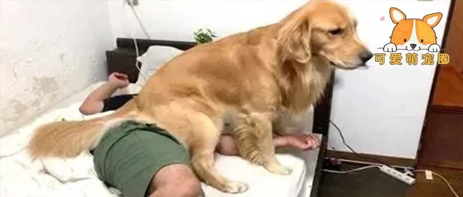 “别人起床靠闹钟，我起床全靠狗子........”