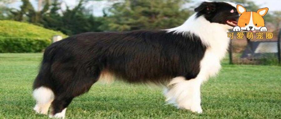 被金毛欺负后，德牧回家不吃不喝笑趴铲屎官，网友：铁汉柔情啊！