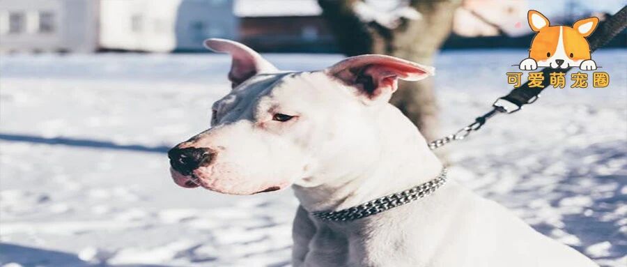 “我带狗子出门遛弯儿，结果被冻住了.......”