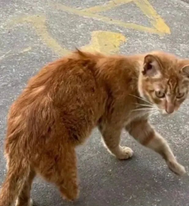猫妈妈叼着半袋猫粮死活不松口,一个举动看哭数万网友.....-微信头条网 猫妈妈叼着半袋猫粮死活不松口,一个举动看哭数万网友.....