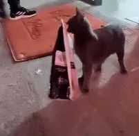 猫妈妈叼着半袋猫粮死活不松口,一个举动看哭数万网友.....-微信头条网 猫妈妈叼着半袋猫粮死活不松口,一个举动看哭数万网友.....