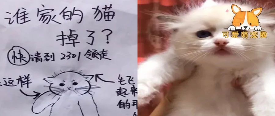 别找了，这样的“寻猫启示”怎么可能找得到猫!