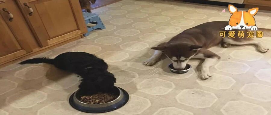 狗子的嫉妒心有多强？网友：女朋友换了好几个，没有它满意的.......