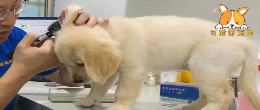 “医生打针竟然遭到小金毛无情的嘲讽，医生：我感觉它在侮辱我”