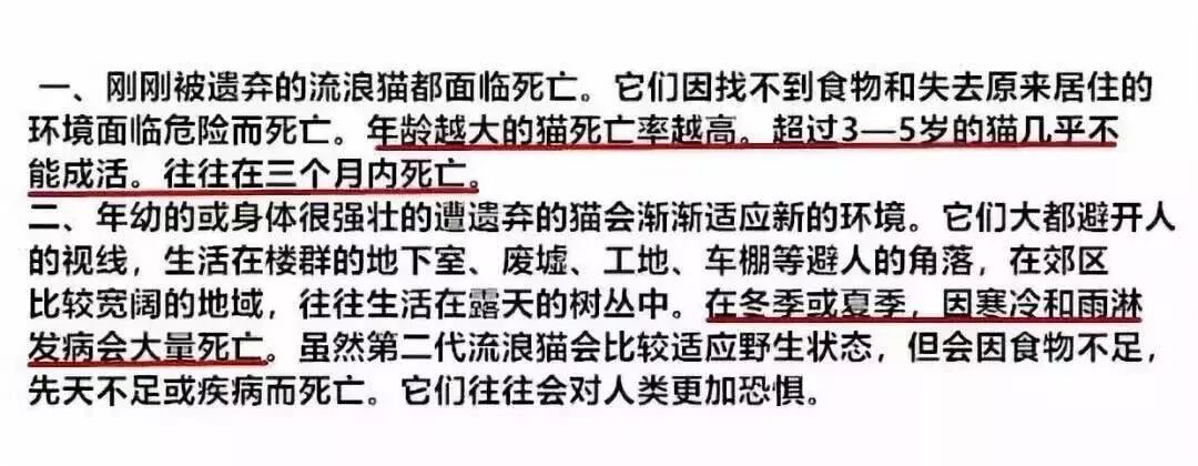 风雪中的流浪猫 60 以上都会死去 萌宠 训练养宠技巧 宠物用品 微信头条新闻公众号文章收集网