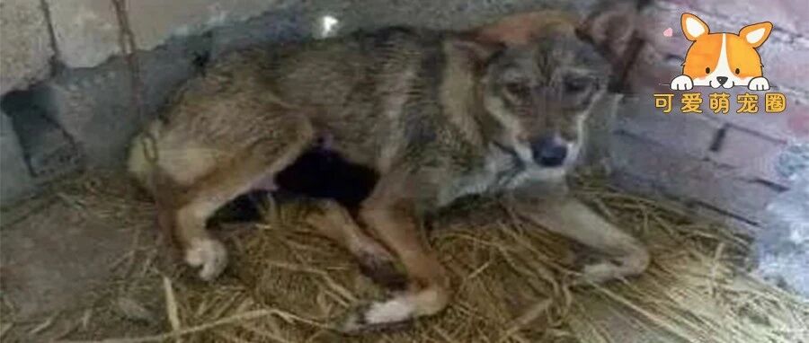 狗狗在暴雨中惨叫了一夜，主人懒得理，但第二天起来肠子都悔青了