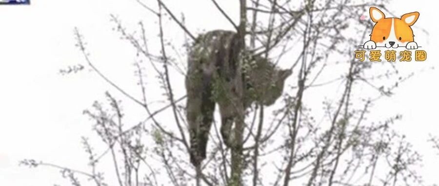 快来人啊！我家渣猫找小三被困树上5天了......消防员：让我先笑一会！