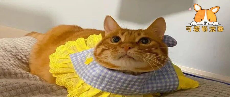 橘猫因走路姿势“太拽”，被点赞超60万次！网友：像极了还完花呗的我！