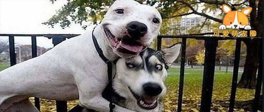 狗狗的那些爆笑尴尬瞬间，网友：都怪你，我昨天的饭都喷出来了！