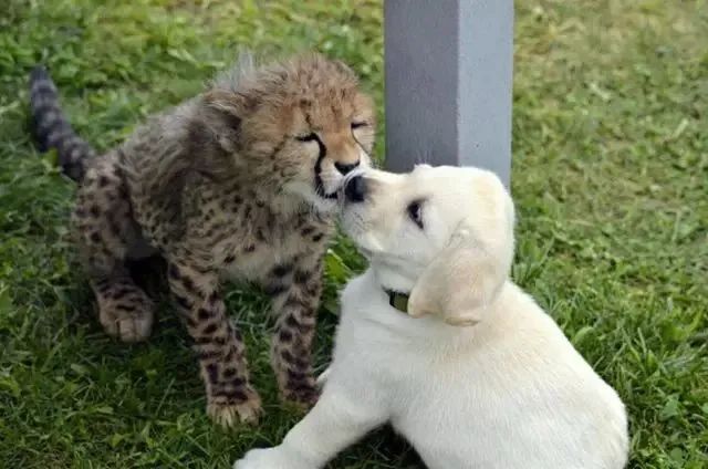 動物園怕小獵豹找不到對象，所以給它找來了一隻狗子做朋友，於是..... 寵物 第2張