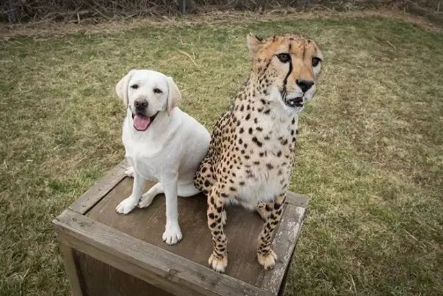 動物園怕小獵豹找不到對象，所以給它找來了一隻狗子做朋友，於是..... 寵物 第3張