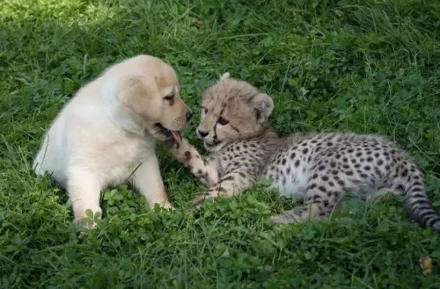 動物園怕小獵豹找不到對象，所以給它找來了一隻狗子做朋友，於是..... 寵物 第1張