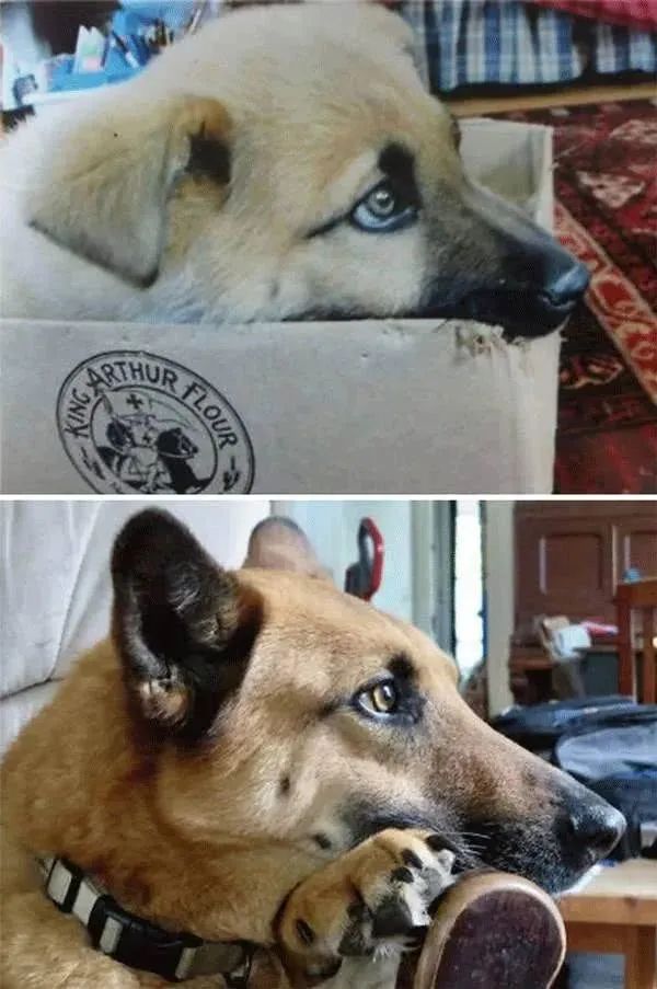 十年之後和狗狗在同一地方拍照，這組照片讓所有人淚崩..... 寵物 第10張