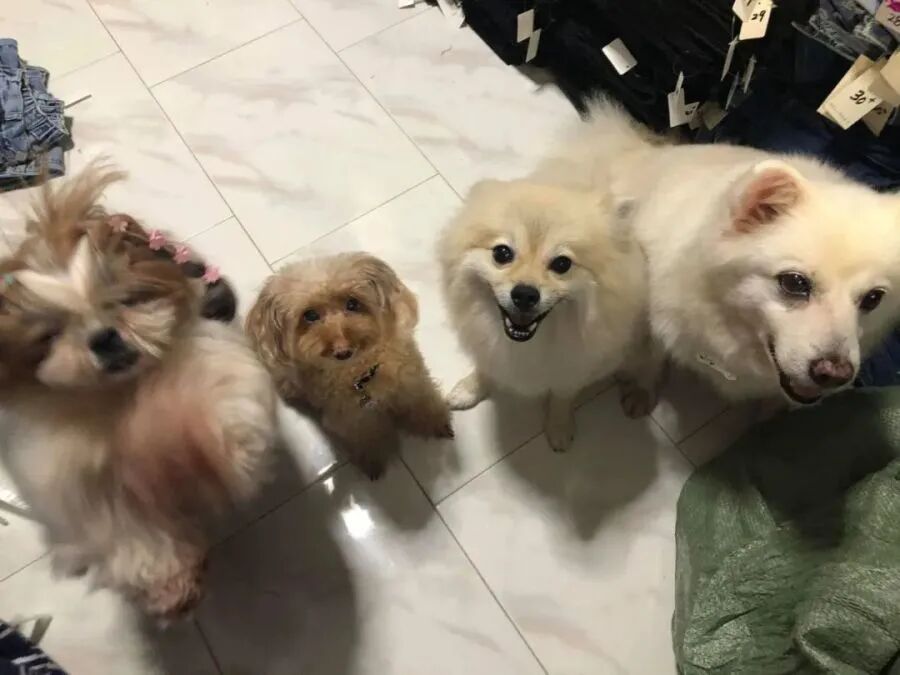 狗狗每天趴在主人胸口 骂也骂不走 没想到竟然救了主人一命 柠檬资讯