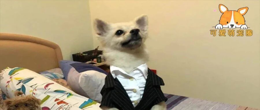 狗狗每天趴在主人胸口，骂也骂不走，没想到竟然救了主人一命.......