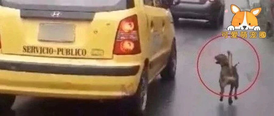 它追了主人整整20条街，“你怎么忍心抛下我…”
