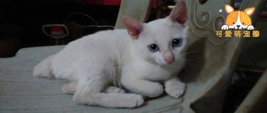 把猫寄养在宠物店，隔天接到老板电话：赶紧把你家祖宗接走，不然要倒闭了！