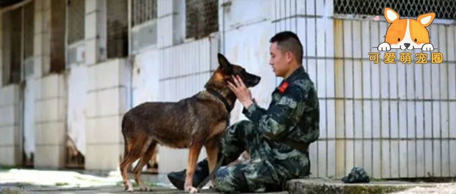 “我给你200万，帮我弄死这只狗！”