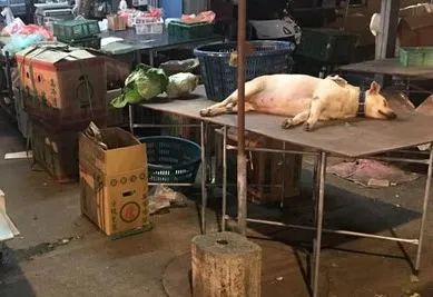 菜摊上躺了一条狗任人宰割?网友走近一看,笑喷…-微信头条网 菜摊上躺了一条狗任人宰割?网友走近一看,笑喷…