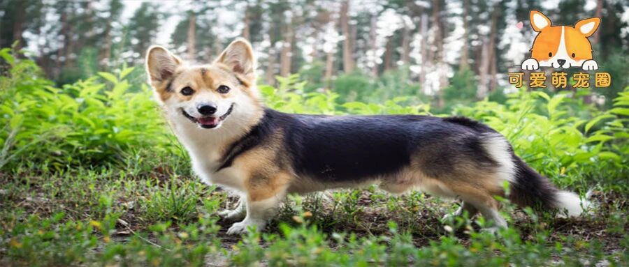 2.9我给狗狗买了一件衣服，它一个星期没有理我，网友：要我我也气